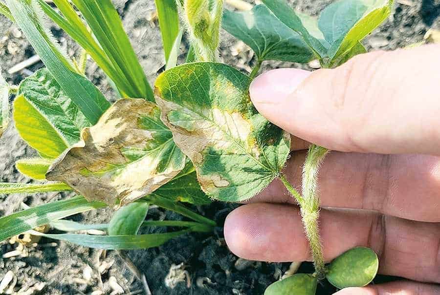 Заcохщі листи,якім треба живлення