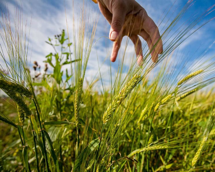 Рука та колоса пшениці