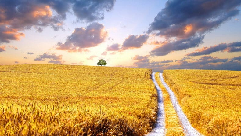 Поле пшениці