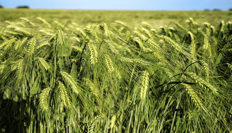поле з колосами пшениці