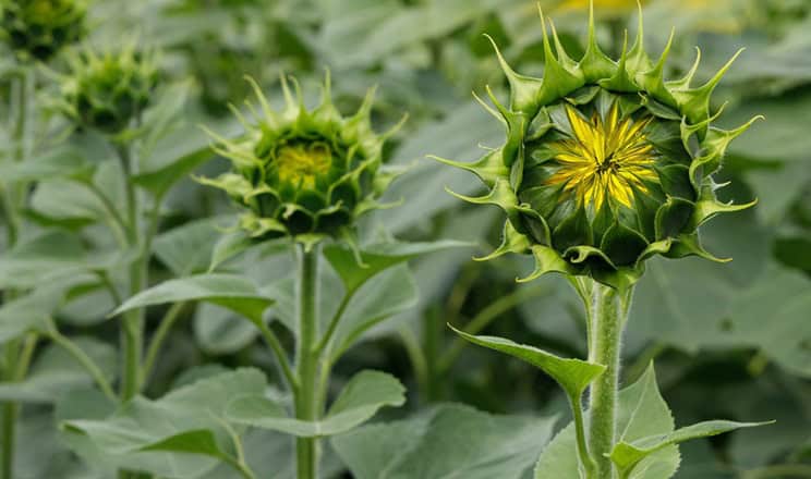 Фото соняшника