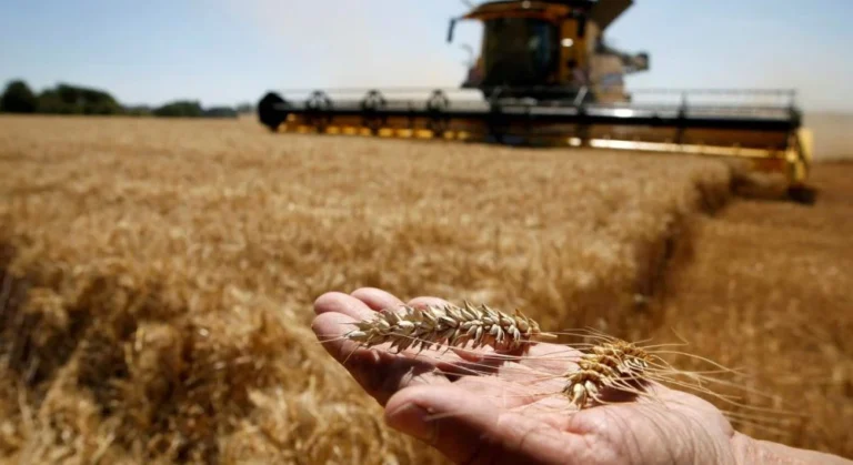 Поле пшеницы и комбайн