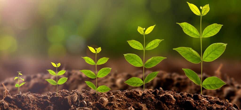 Эффект роста расстений