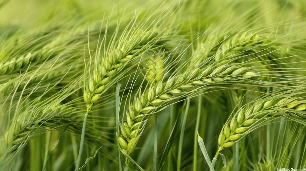 фото пшениці