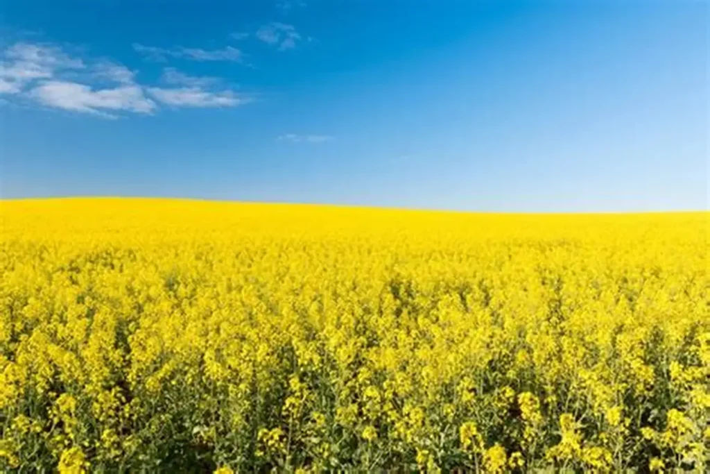 фото рапса