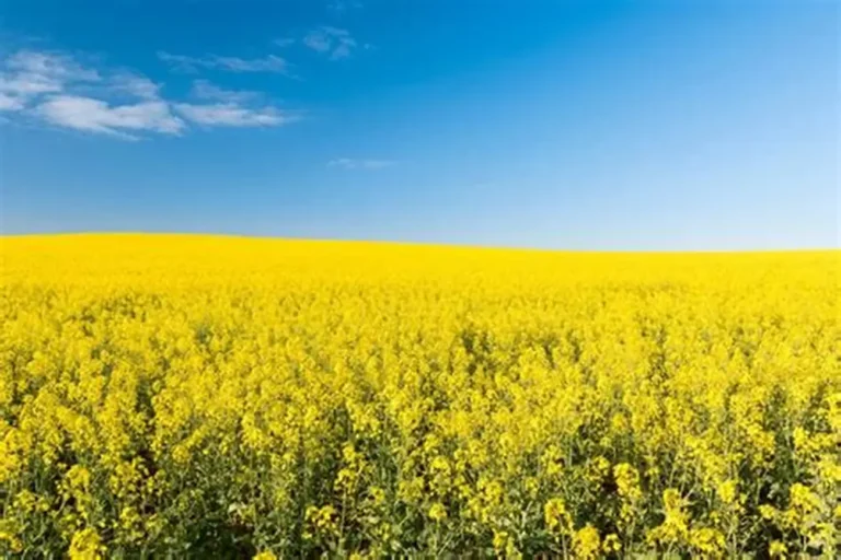 фото рапса