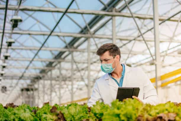 Агроном дивиться за врожаєм